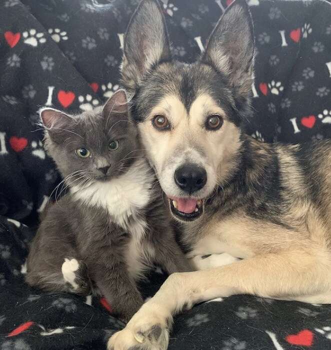 Cat Finds Love at First Sight with Adopted Canine Sibling